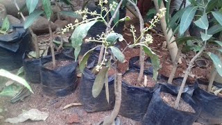 Cara dari awal mangga agar cepat berbuah pendek rimbun