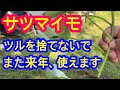 【サツマイモ】ツルは再利用できます。だから捨てるともったいないです。来年差し苗として使うための保存方法を実践して解説します。