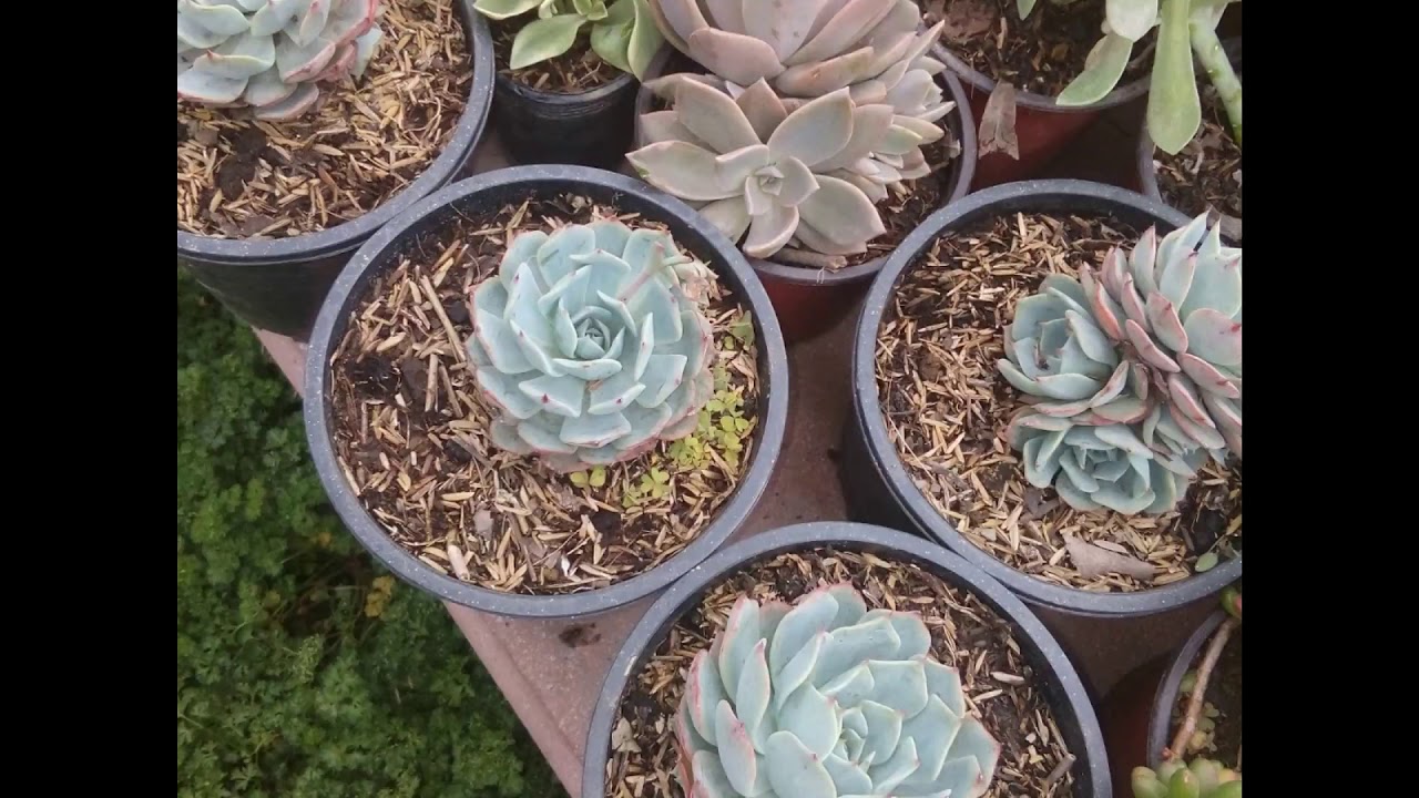 Pattoki Nazami Nursery New season plants YouTube