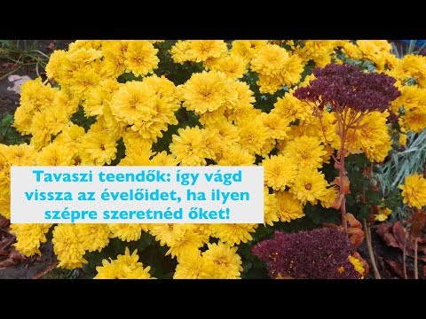 Videó: Igénytelen Hagyma Egy Vidéki Virágoskerthez