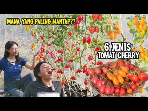 Video: Panduan Menanam Tomat Kuning: Jenis Tomat Yang Berwarna Kuning