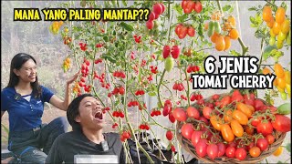 BERBAGAI JENIS TOMAT CHERRY DARI YANG TERENAK SAMPAI YANG BIKIN NYESEL MENANAM DI KEBUN