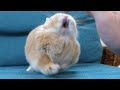 うさぎとは思えぬブチ切れ方がこちら