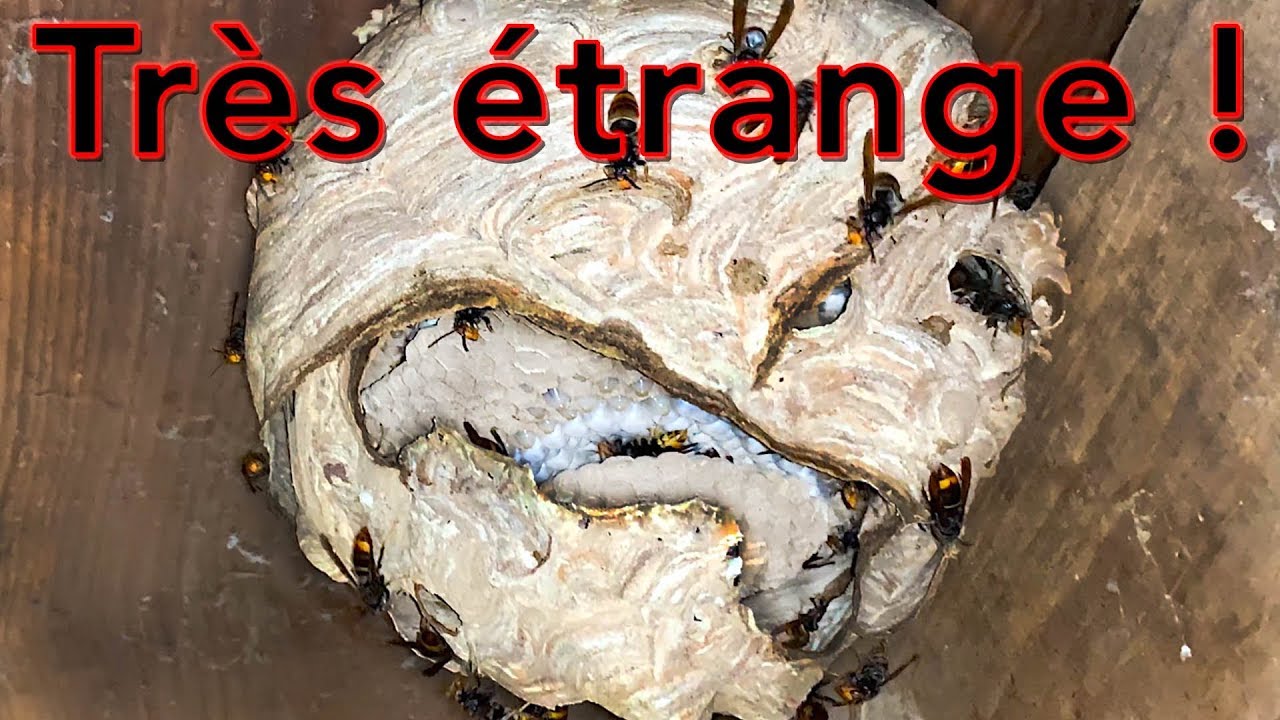 Presque parfait le frelon asiatique ?(attaque)