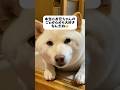 本当に心からお兄ちゃんが大好きなんだね😢 #shorts #柴犬 #犬 #dog