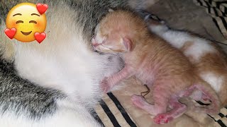 Adorable newly baby kitten sucks the mother's breast #cat #kitten #newborncat by Joyful Cat 121 views 1 year ago 5 minutes, 29 seconds