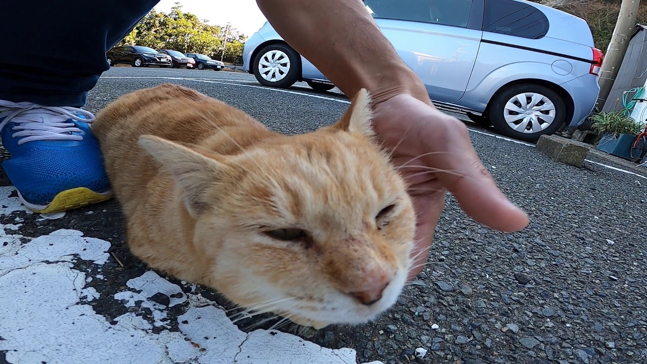 駐車場にいた野良猫をナデナデしたら喜んでスリスリしてきた Youtube 駐車場にいた野良猫をナデナデしたら喜んでスリスリしてきた Youtube