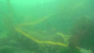 2011-07-01 SouthJetty 022.avi