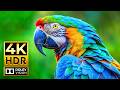 JAW-DROPPING Wildlife in 4K HDR 60fps – Stunning Dolby Vision