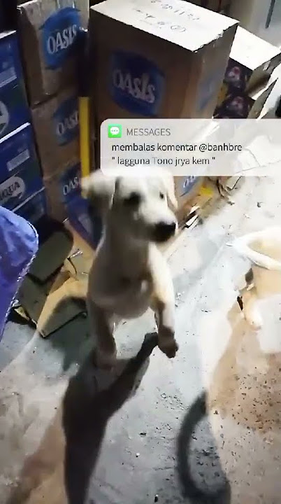 sond opet