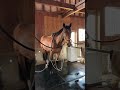 引退直後のヒュミドール #オルフェーヴル産駒#horse #引退競走馬