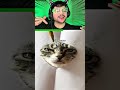 Como desenhar um gato muito realista! 🐱