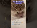 Top 5 Hedgehog Moments! #animalvideos #cute #hedgehog #cats #dogs #cat #dog #animals #animal #kitty