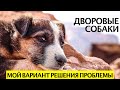 Как решить проблему бездомных и дворовых собак (большой выпуск)