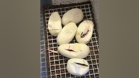 Clutch #3 of 2018 ball python egg cutting!