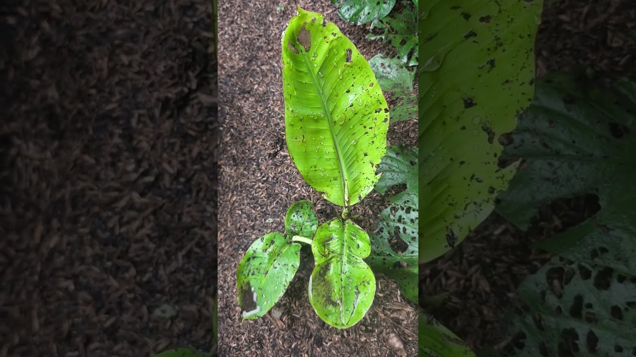 Mengenali Beberapa Macam Jenis Pohon Pisang 🍌