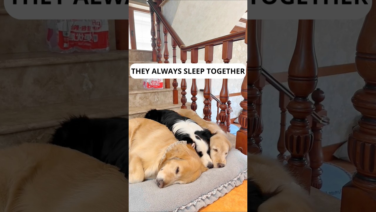 Время спать вместе 😴 