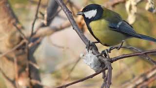 Синицы едят сало / Наблюдения в природе #5 (Parus major)