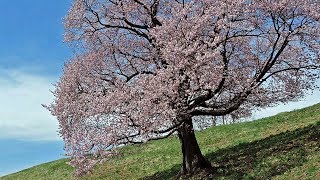 山形の春　”オオヤマ桜”　西蔵王高原をゆく　2018.04.22