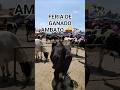 Feria de #ganado en #Ambato 🐄🇪🇨