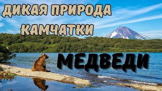 Камчатский Бурый Медведь-Самый Крупный Наземный Хищник Камчатского Края...