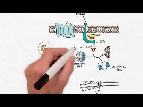 Video: Opreguleret LINC01234 Fremmer Ikke-småcellet Lungecancermetastase Ved At Aktivere VAV3 Og Undertrykke BTG2-ekspression