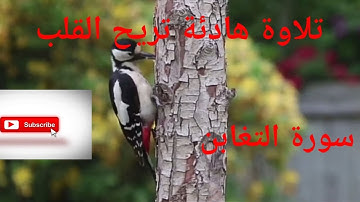 تلاوة خاشعة ومؤثرة لسورة المنافقون