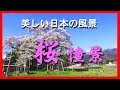 美しい日本の風景シリーズ　桜情景