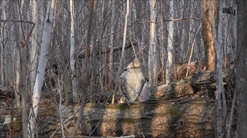 Ruffed Grouse Drumming - Ruffed Grouse Society