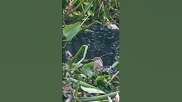 Câu cá | Săn Hugo ở kênh chung cư TA #fishing #caucathugian #cauca