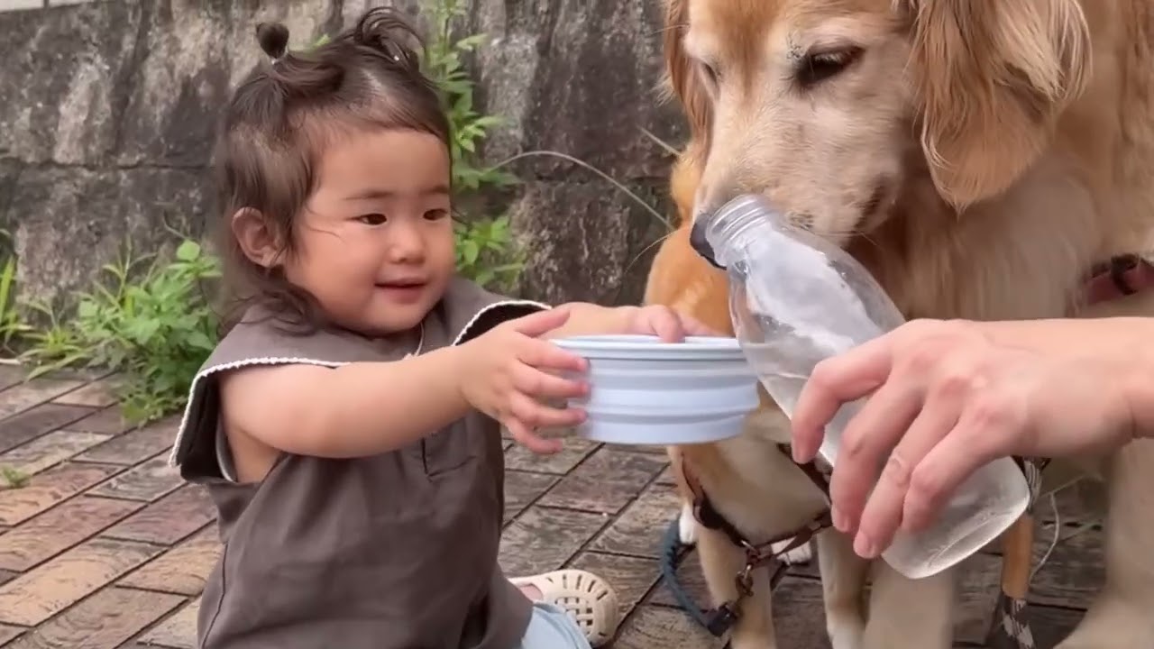 今までお世話していたのに今度は2歳児にお世話されるゴールデン