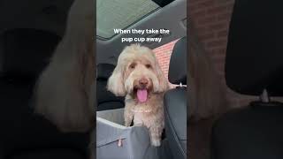 Someone please call the cops! #dogs #dogmom #labradoodle #goldendoodle #topstory #repost #news