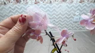 Распаковка посылки с цветущими орхидеями.