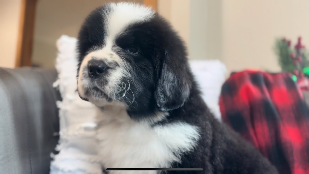 Evry’s Puppies - 6 Weeks Old