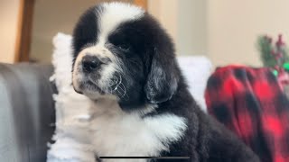 Evry’s Puppies - 6 Weeks Old
