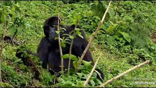 A gorilla forages at the GRACE Center, Kasugho, Eastern DRC.  Recorded: 03\/02\/23