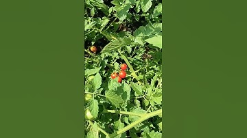 Thumbnail of @marthastimebehappynow #music #song #garden#tomatoes
