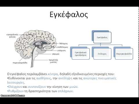 Μαθήματα Βιολογίας: ΚΝΣ (νωτιαίος μυελός, εγκεφαλικά ημισφαίρια)