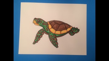 How to Draw a Sea Turtle