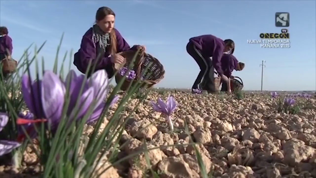 Recolección de Azafrán del Jiloca | De record | Reportaje de 