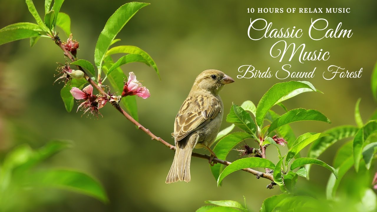 10 hours of Relaxing classical music and forest birds sound