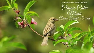 10 hours of Relaxing classical music and forest birds sound screenshot 3
