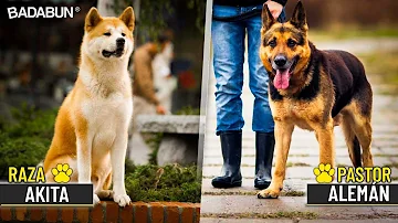 ¿Cuál es la raza de perro más leal?