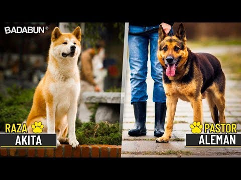 Video: Las razas de perros más leales