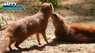 Delightful Interaction Between Mongoose