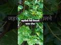 🌿 "Money Plant – सिर्फ शोभा नहीं, Air Purifier भी है!"