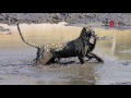 Savuti Leopard Catching a Catfish