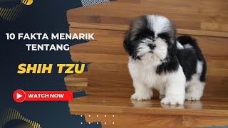 10 Fakta Menarik Tentang Anjing Shih Tzu yang Perlu Anda Ketahui