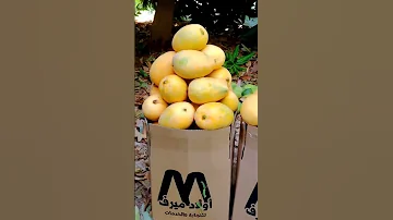 فواكه طبيعية سودانية طبيعية مروية من مياه النيل العذبة السودان الخرطوم 