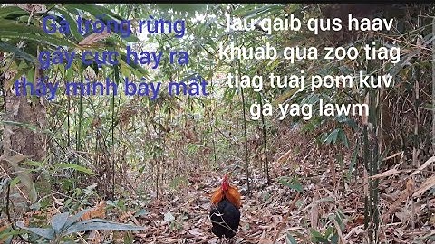Bẫy gà rừng thấy mình bây mất.Cuab qaib qus pom kuv yag lawm